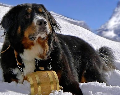 Bernese Mountain Dogs Wallpap Screenshots 1