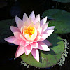 Sunny Pink Waterlily