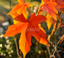 Orange Maple Leaves by Del Candler - Nature Up Close Leaves & Grasses