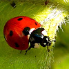 7-spot Lady Beetle