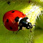 7-spot Lady Beetle