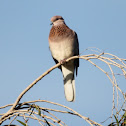Laughing Turtle Dove