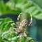 Kruisspin, European garden spider