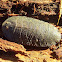 Trilobite cockroach - female