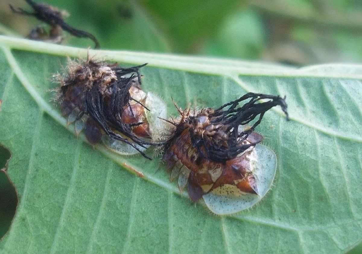 Tortoise Bettle (Molting)