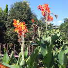 Canna lily