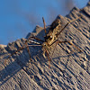 Assassin Bug (young)