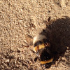 White-Tailed Bumblebee