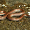 Sharp Tailed Snake