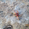 Woodlouse Spider (Female)
