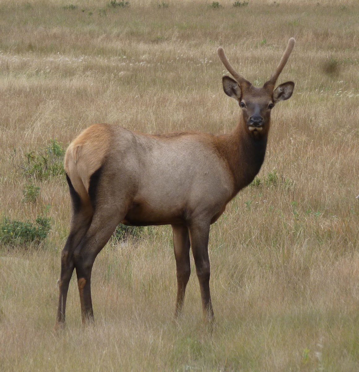 Elk (adolescent male)