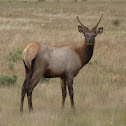 Elk (adolescent male)