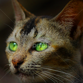 meong by Yudha Portugal - Animals - Cats Portraits