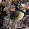 Chiffchaff