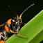 Sawfly