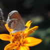 Western Pygmy-blue