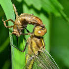 Unknown Dragonfly Emerging