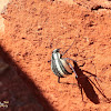 Namib Desert beetle