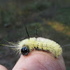 American Dagger Moth-Caterpillar