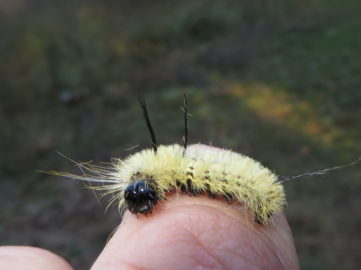 American Dagger Moth-Caterpillar