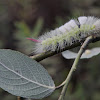 Pale Tussock moth caterpillar