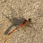 Blue-faced Meadowhawk