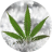 News of marijuana seeds mobile app icon