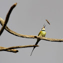 White-throated Bee-eater