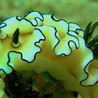 nudibranch