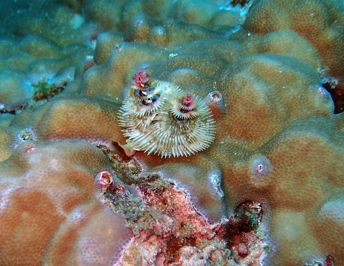 Christmas Tree Worms Project Noah