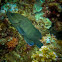 Blue-spotted Grouper