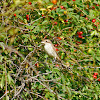 Red-backed Shrike