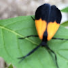 Black-and-Yellow Lichen Moth