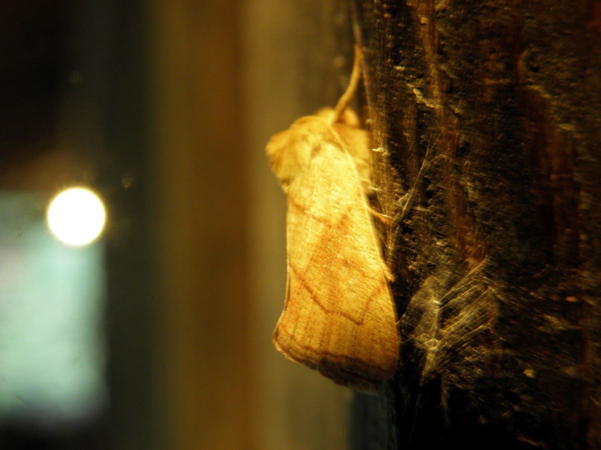 prominant moth