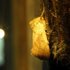 prominant moth