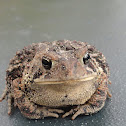 Fowlers toad