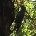 Northern Flicker