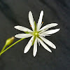 Common stitchwort