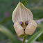 Trigonidium orquídea