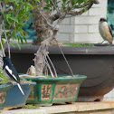 Magpie Robin