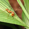 ant-mimic mantis