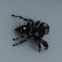 Bold Jumper Spider