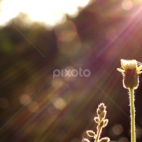 Sun Bathing by Munif Rifa'i - Flowers Flowers in the Wild