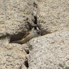 House Sparrow(Pardal comum)