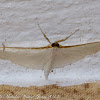 Olive Tree Pearl Moth