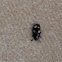 Picnic beetle or sap beetle