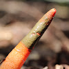 Elegant Stinkhorn