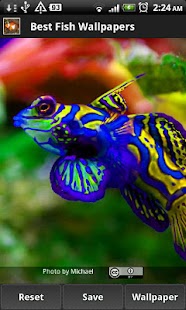 Best Fish Wallpapers