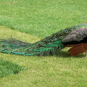 Indian Peafowl