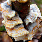Turkey Tail Fungus